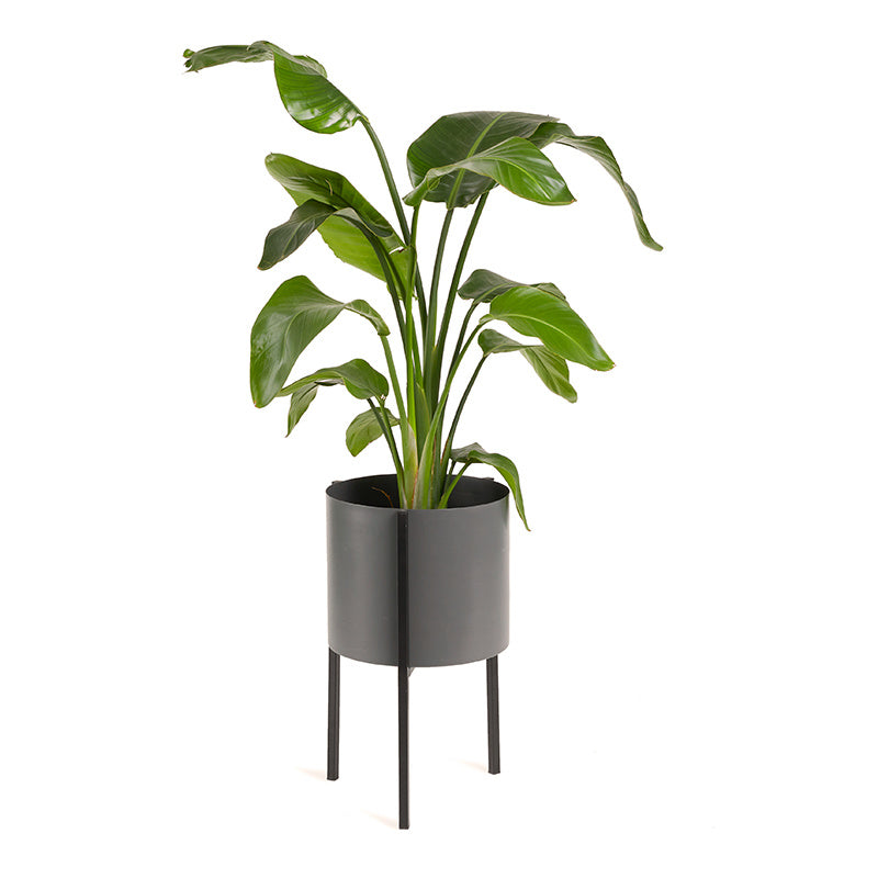 Planter - Delphine Black Low