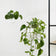 Plant hanger - Liv White 2/set